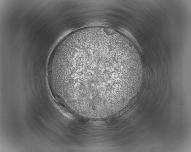 X0000064731043200603031636