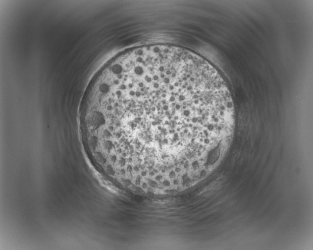 X0000064731047200603031636