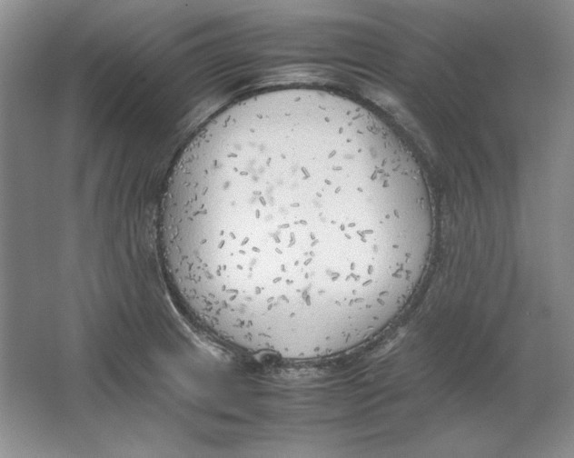 X0000064731233200603031633