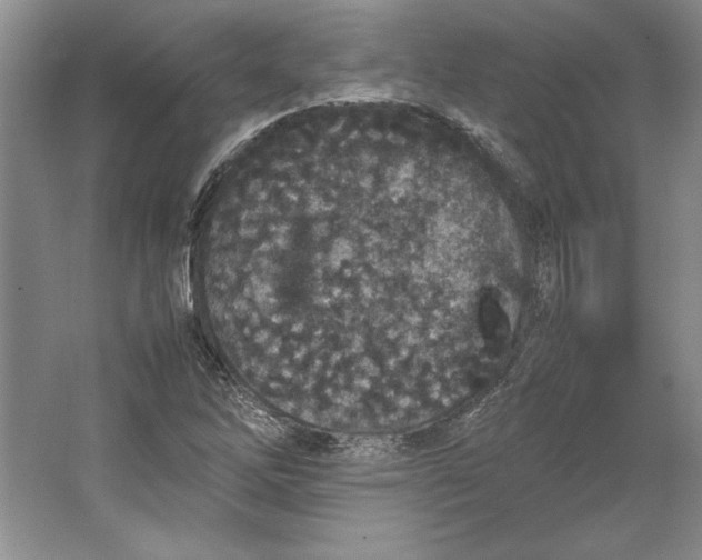 X0000064731262200603031632