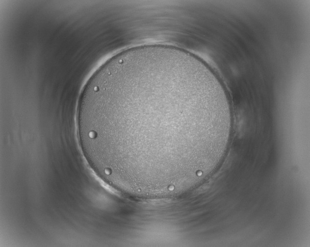 X0000064731294200603031632