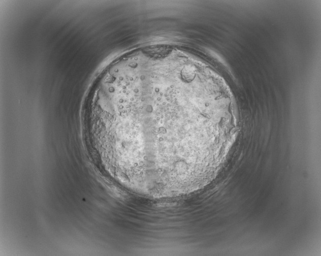 X0000064731419200603031630