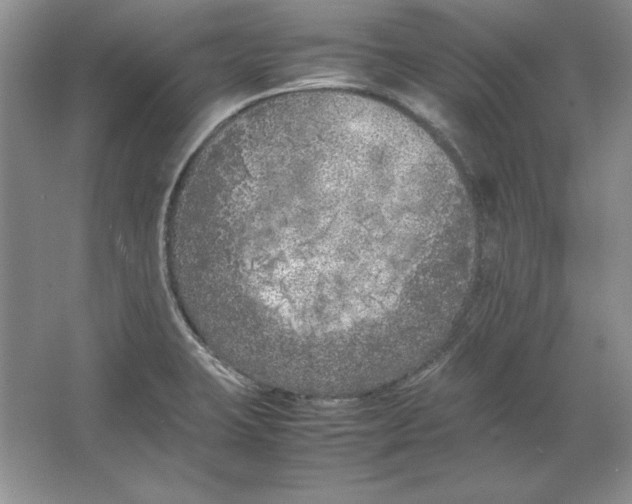 X0000064731423200603031630