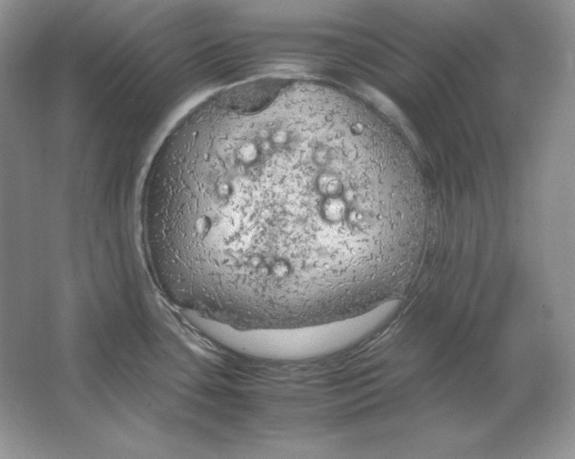 X0000064731435200603031630