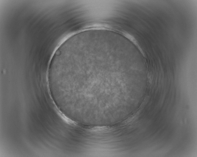 X0000064731482200603031629