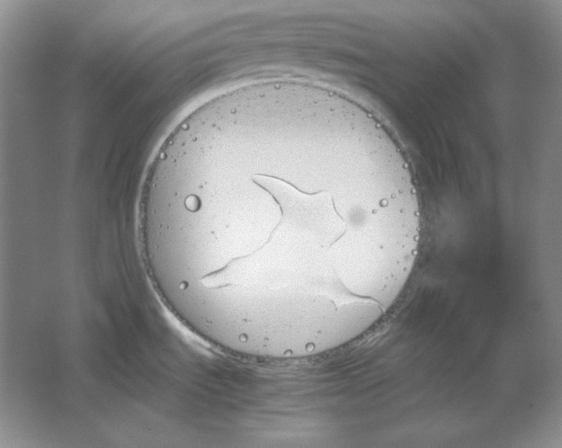 X0000064731535200603031628