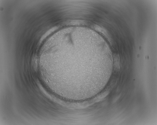 X0000064730016200603131305