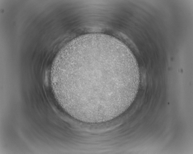 X0000064730026200603131304