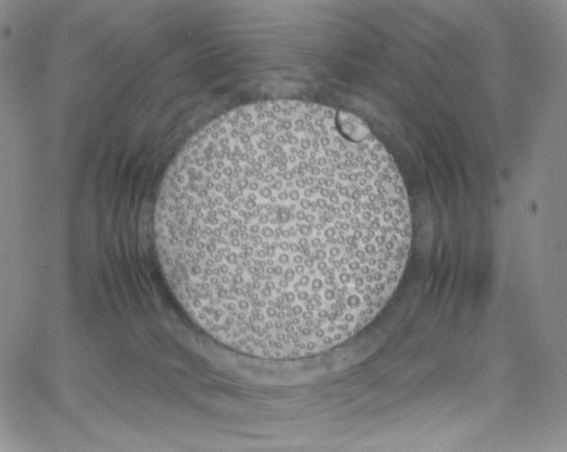 X0000064730034200603131304