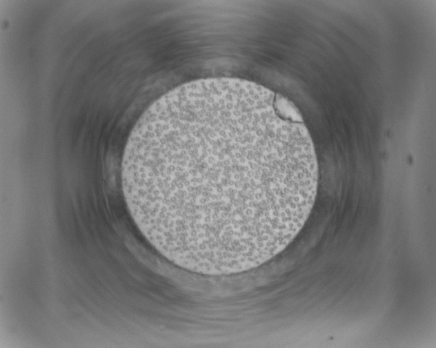 X0000064730038200603131304