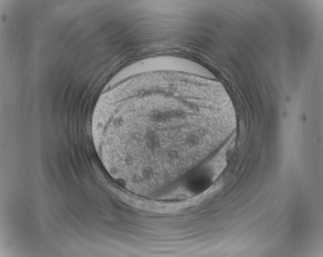 X0000064730048200603131304