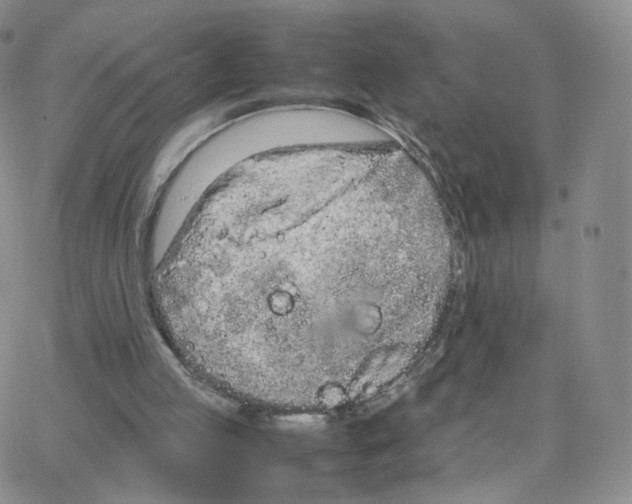 X0000064730053200603131303