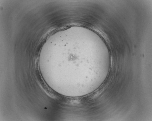 X0000064730157200603131302