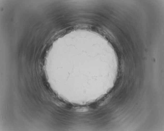 X0000064730169200603131302