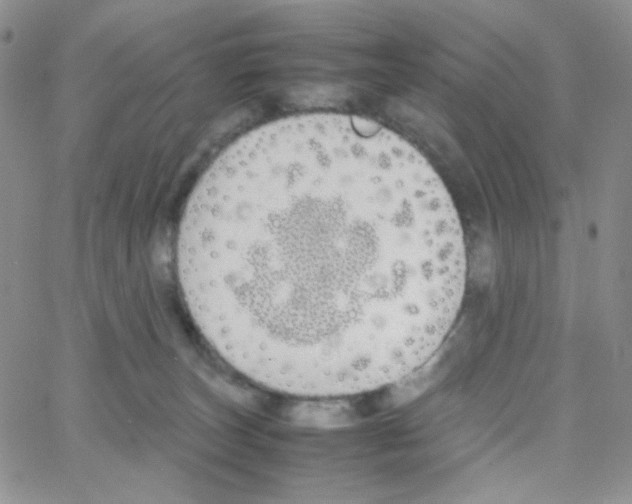 X0000064730179200603131302