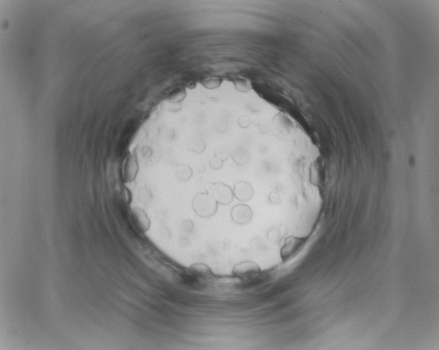 X0000064730182200603131302