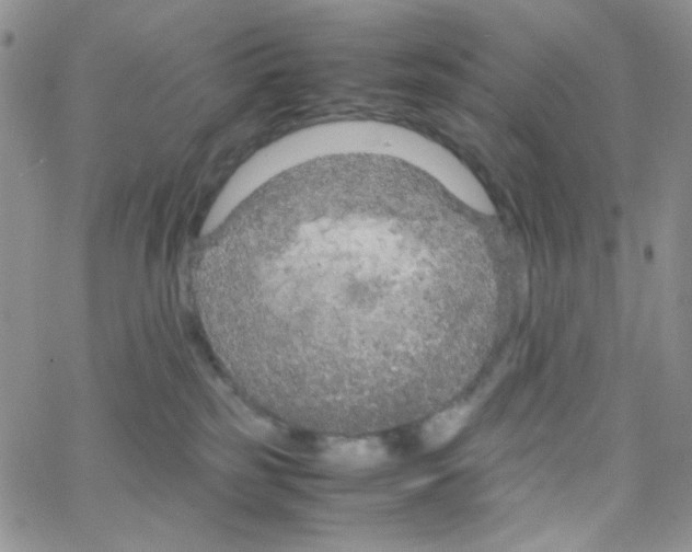 X0000064730185200603131302