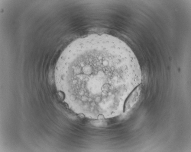 X0000064730187200603131302