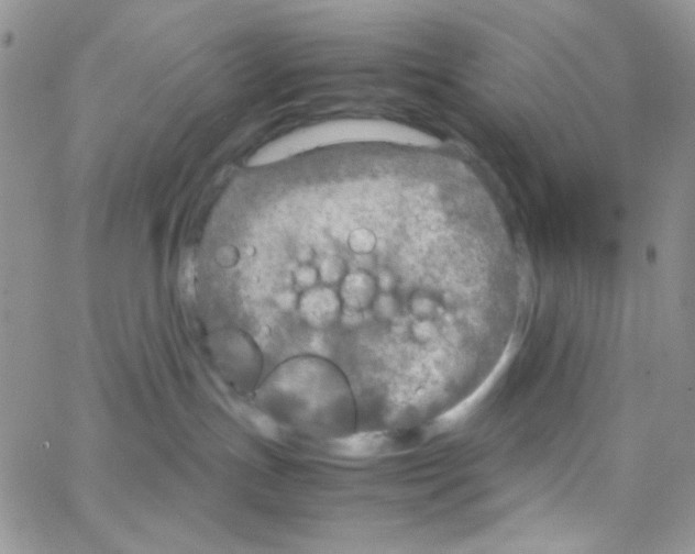 X0000064730191200603131302