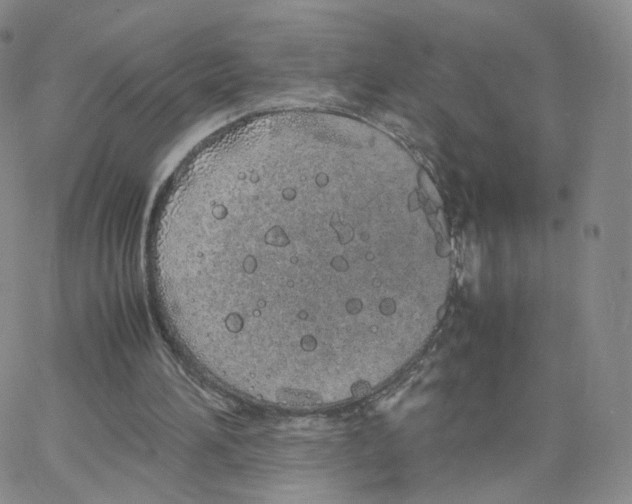 X0000064730196200603131302