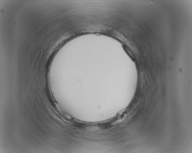 X0000064730203200603131301