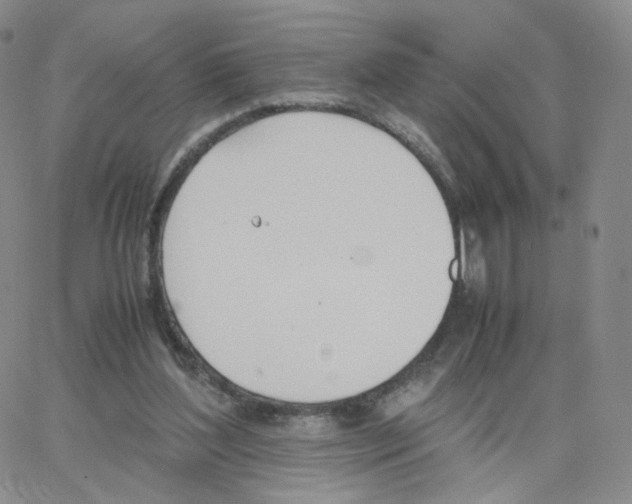 X0000064730204200603131301