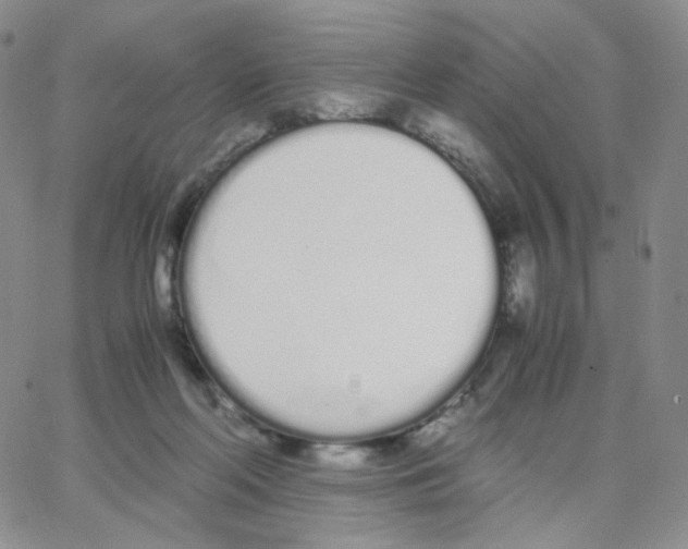 X0000064730214200603131301