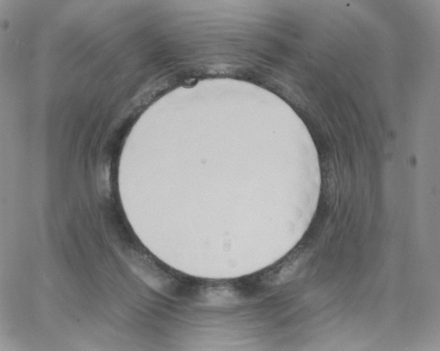 X0000064730262200603131300