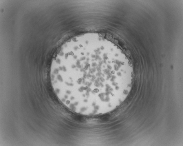 X0000064730268200603131301