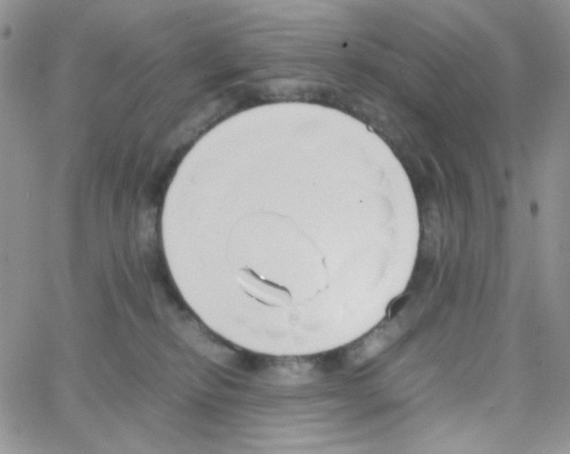 X0000064730278200603131301