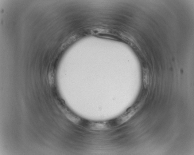 X0000064730285200603131301