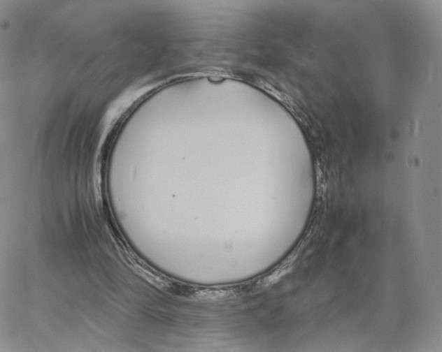 X0000064730294200603131300