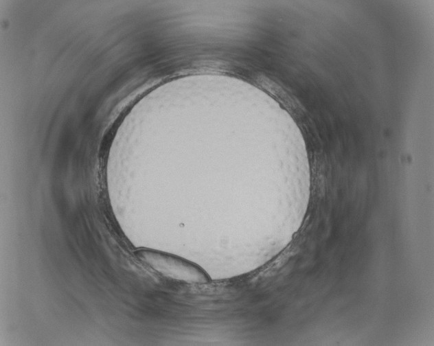 X0000064730338200603131259