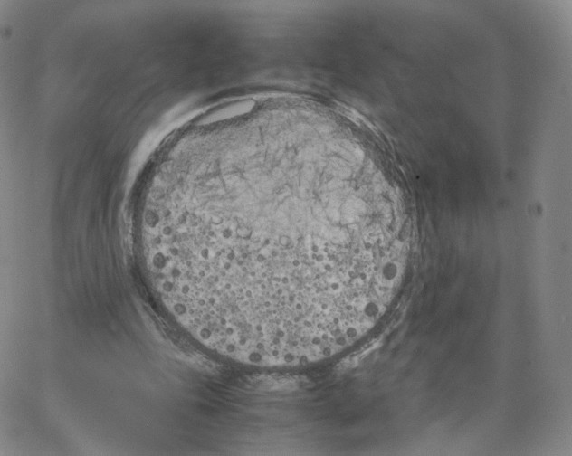 X0000064730343200603131259