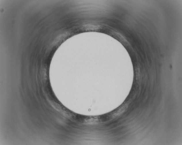 X0000064730362200603131259