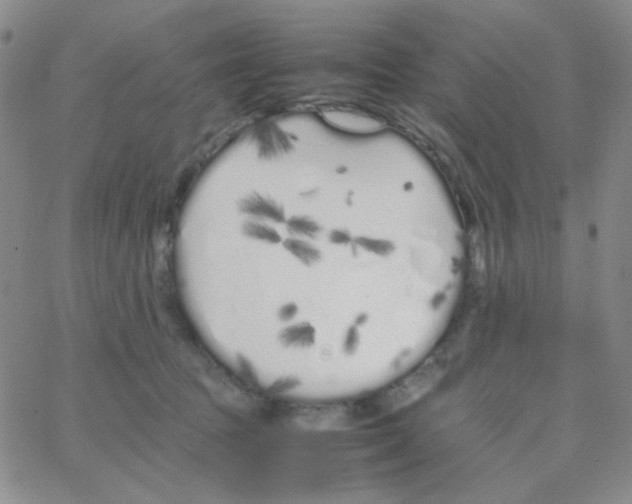 X0000064730369200603131259