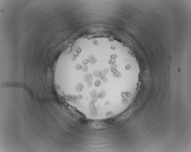 X0000064730372200603131259