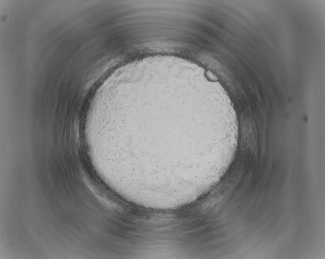 X0000064730398200603131258