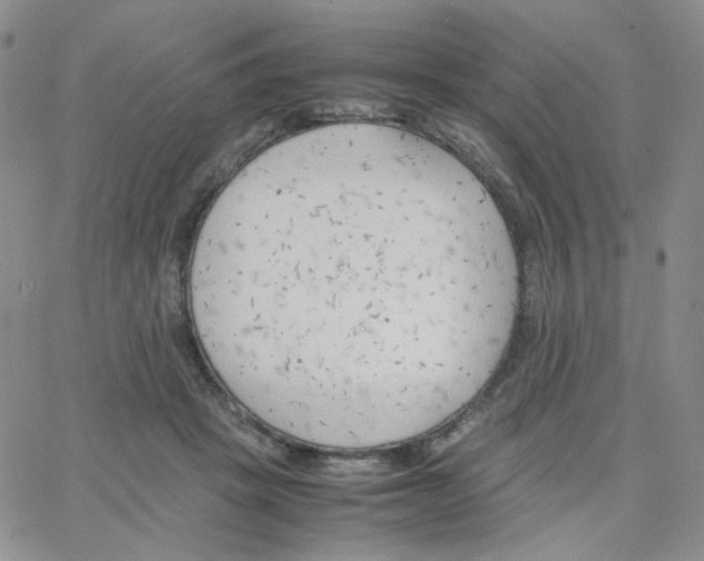 X0000064730457200603131257