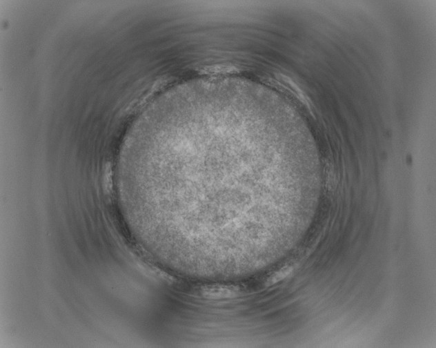 X0000064730549200603131256