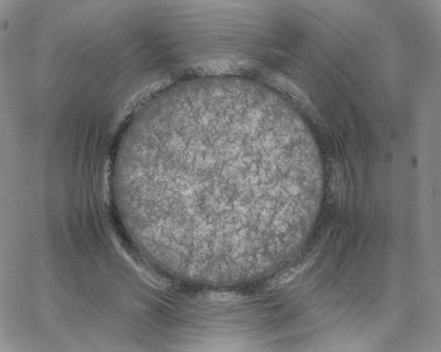 X0000064730590200603131255