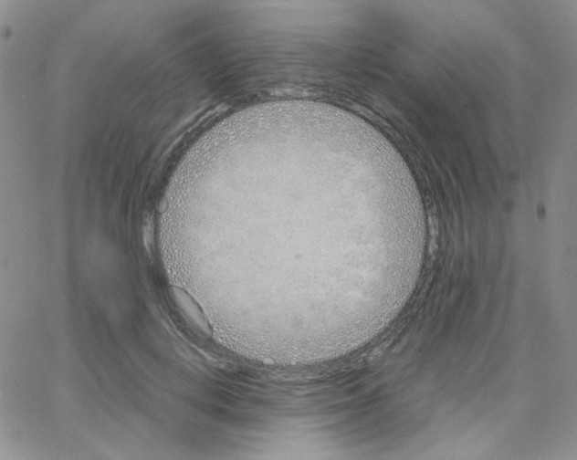 X0000064730648200603131254