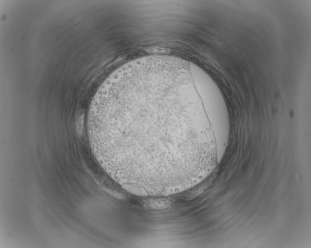 X0000064730652200603131254