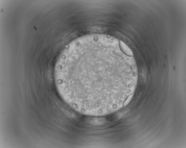 X0000064730663200603131254