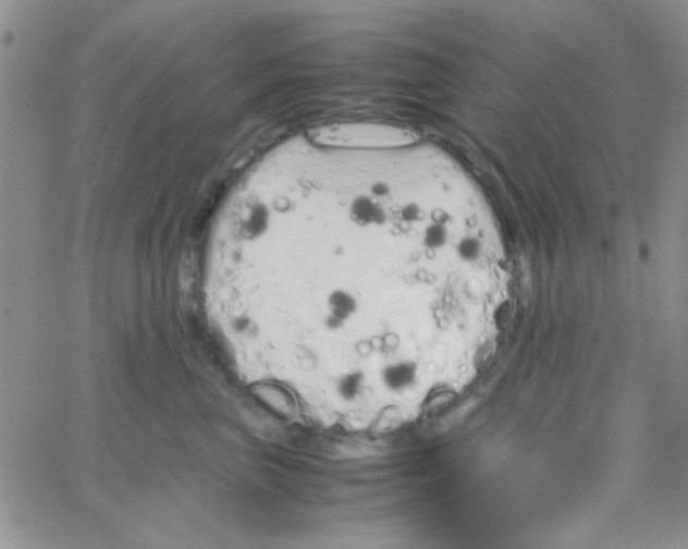 X0000064730667200603131254