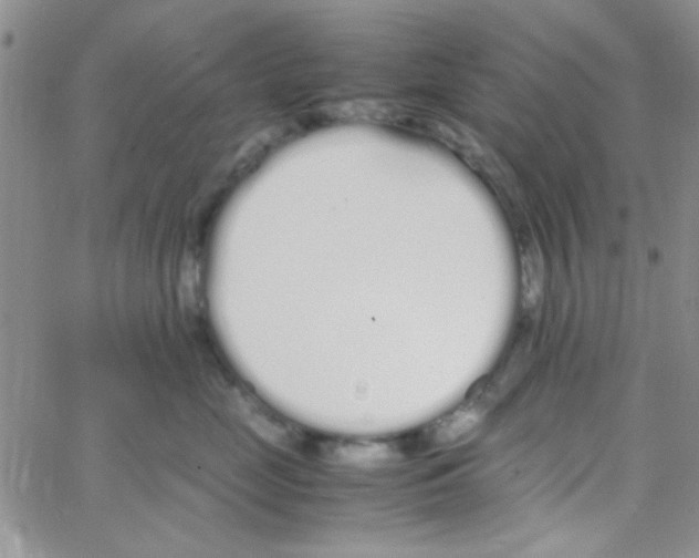 X0000064730669200603131254