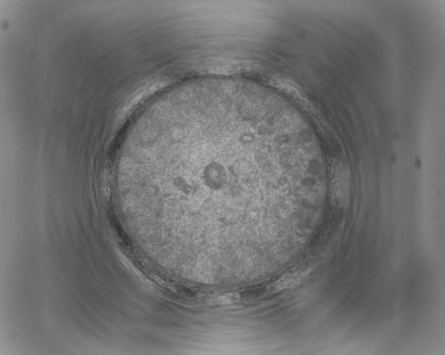 X0000064730683200603131254