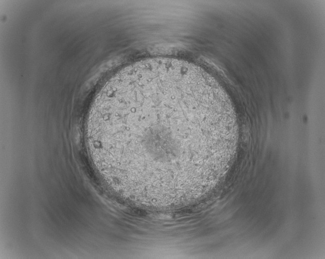 X0000064730687200603131254