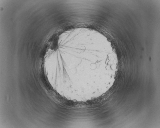 X0000064730742200603131253