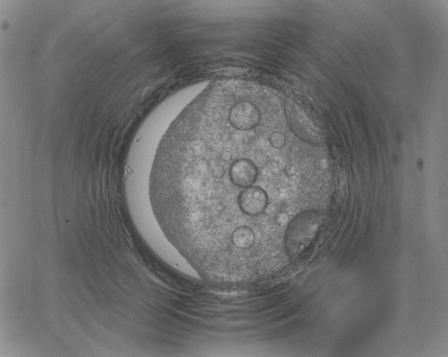 X0000064730745200603131253